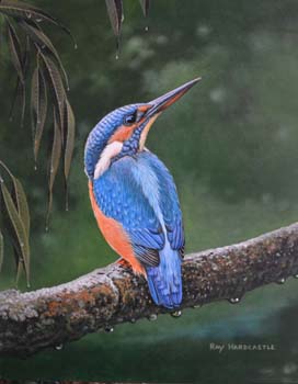 Kingfisher 4