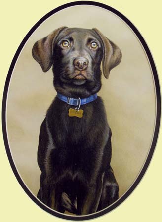 brown labrador pup painting